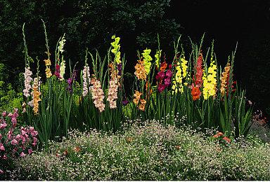 《主播女孩重度依赖》确定10月27日登陆Switch